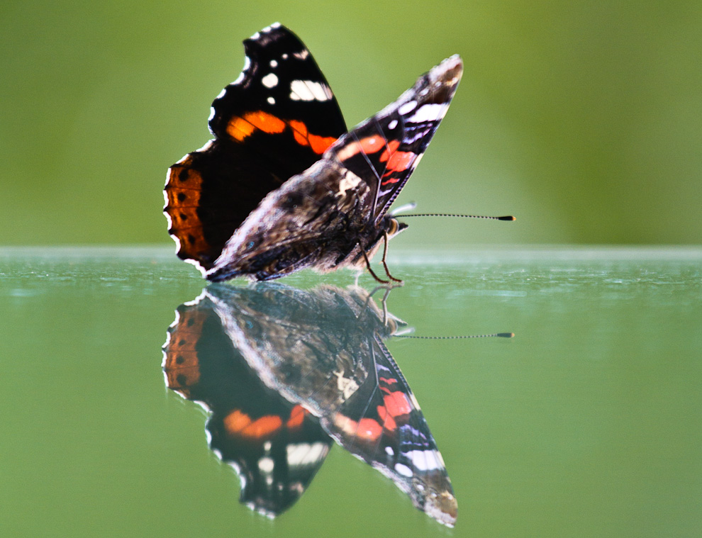 Amiraali (Vanessa atalanta)