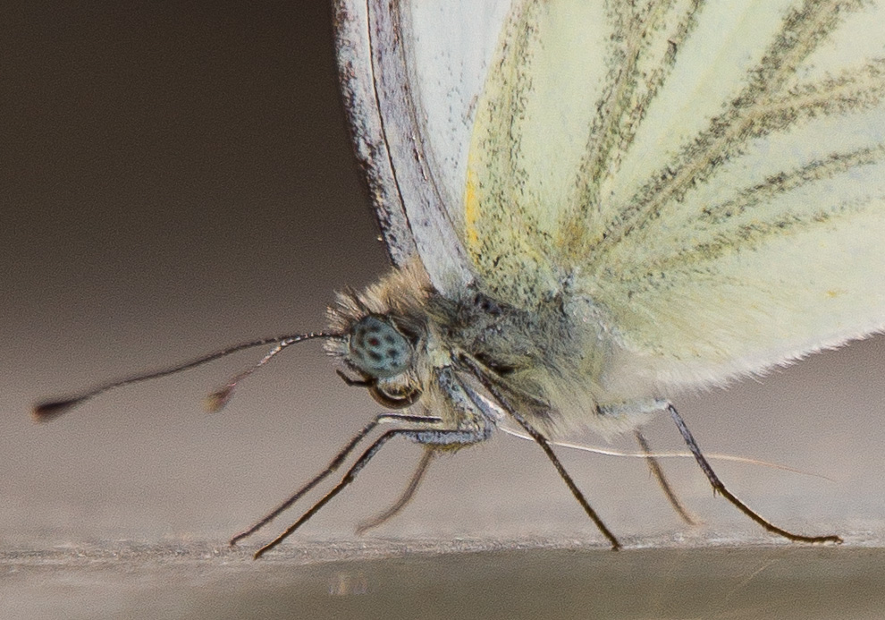 Lanttuperhonen (Pieris napi)