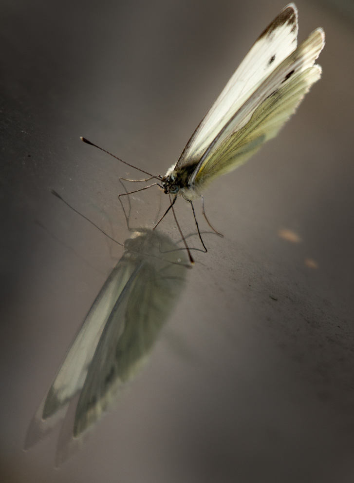 Lanttuperhonen (Pieris napi)