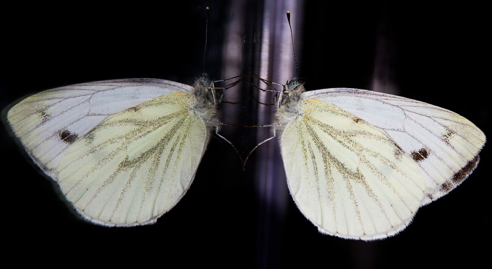 Lanttuperhonen (Pieris napi)