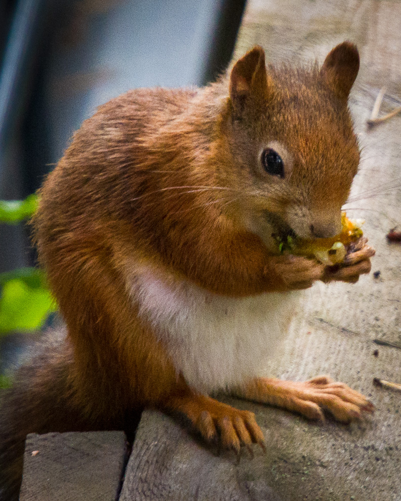 Orava (Sciurus vulgaris)